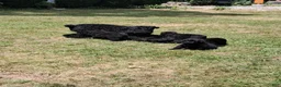 Bouvier Des Flandres dogs for sale: Bouvier Des Flandres 2 - Ad 20