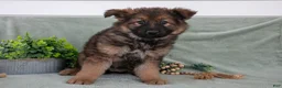 German Shepherd dogs for sale: Faye - Ad 2