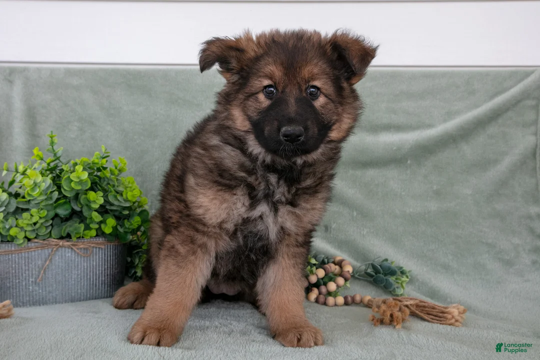 German Shepherd dogs for sale: Faye - Ad 2