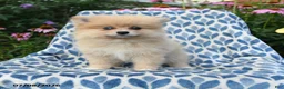 Pomeranian dogs for sale: Misty - Ad 5