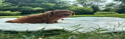 Miniature Poodle dogs for sale: Buster - Ad 6