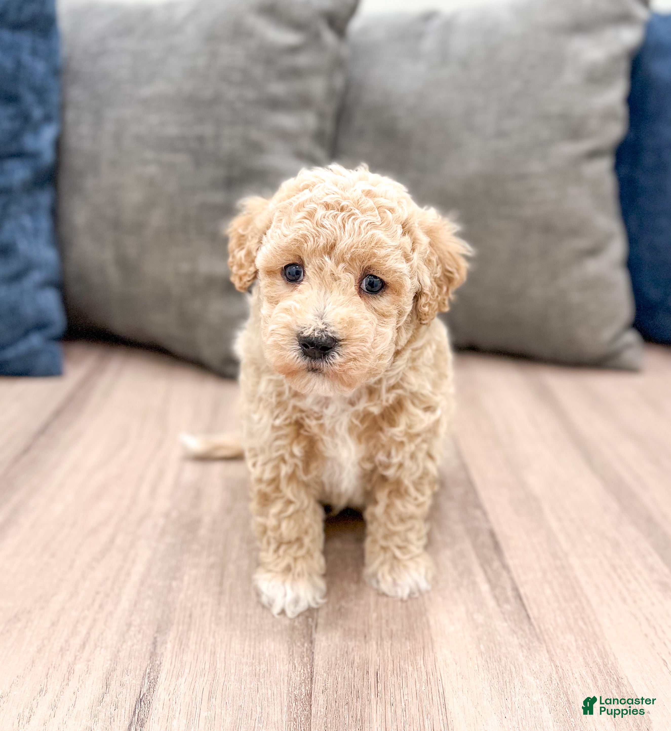 Bichpoo dogs Cody - Ad 41