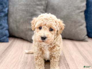 Bichpoo dogs Cody - Ad 41