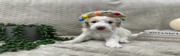 Goldendoodle dogs for sale: Bricks ❤️ - Ad 16