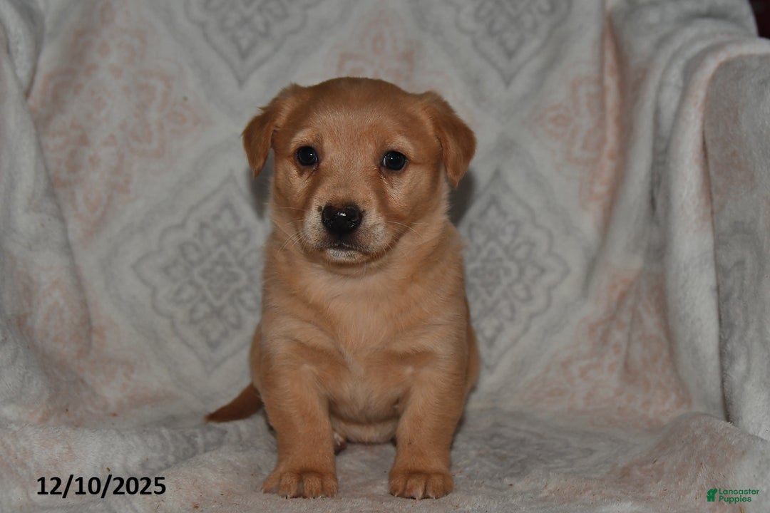 Mixed Breed dogs for sale: Ruby - Ad 5