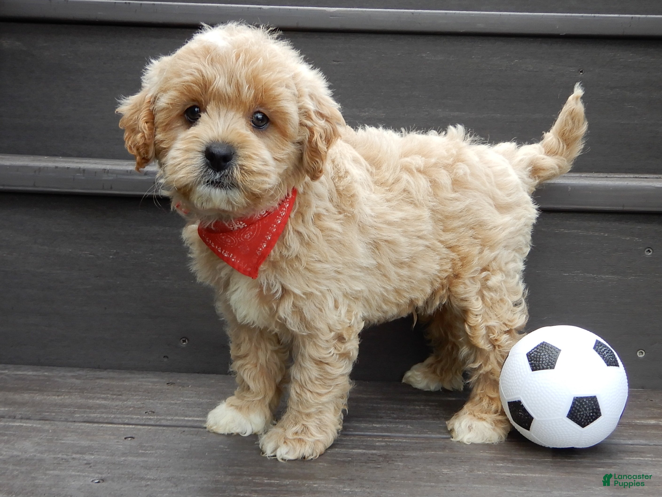 Cavapoo dogs Benji - Ad 2