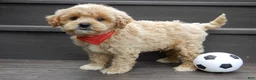 Cavapoo dogs for sale: Benji - Ad 2