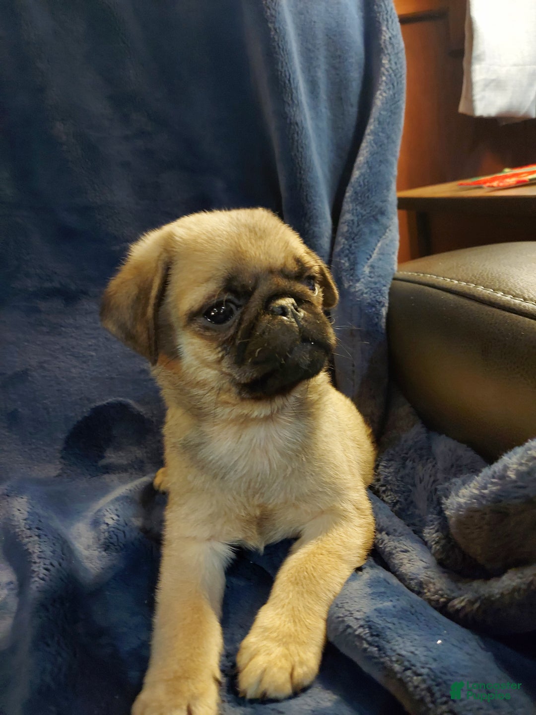 Pug dogs for sale: WILLIE - Ad 12