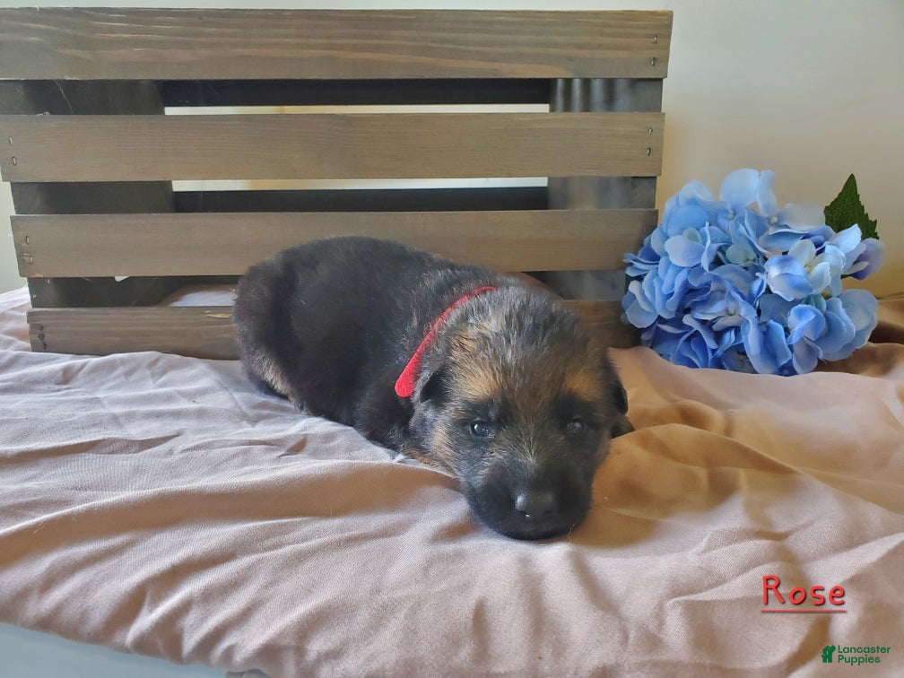 German Shepherd dogs Rose - Ad 1