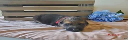 German Shepherd dogs for sale: Rose - Ad 1