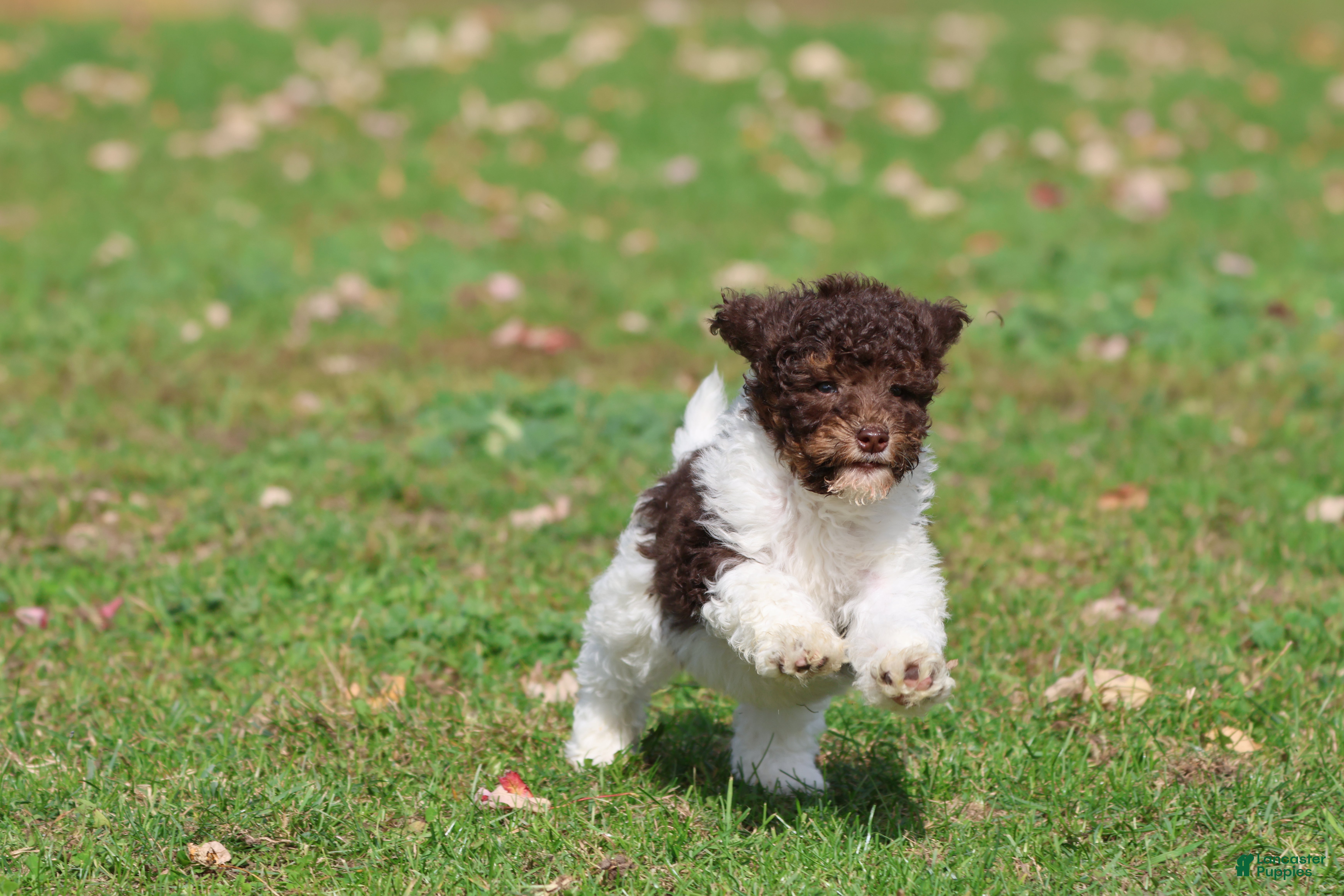 Mini Bernedoodle dogs Coffee And Cream - Ad 2