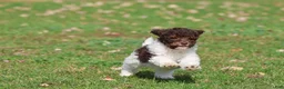 Mini Bernedoodle dogs for sale: Coffee And Cream - Ad 2