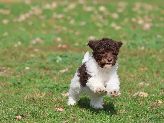 Mini Bernedoodle dogs for sale: Coffee And Cream - Ad 2