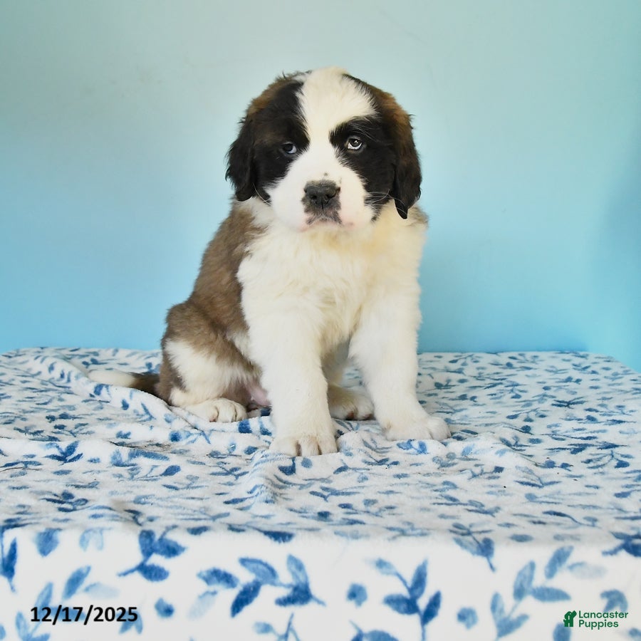 Saint Bernard dogs Clara - Ad 27
