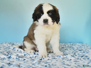 Saint Bernard dogs Clara - Ad 18