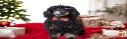 Toy Poodle dogs for sale: Jett - Ad 6