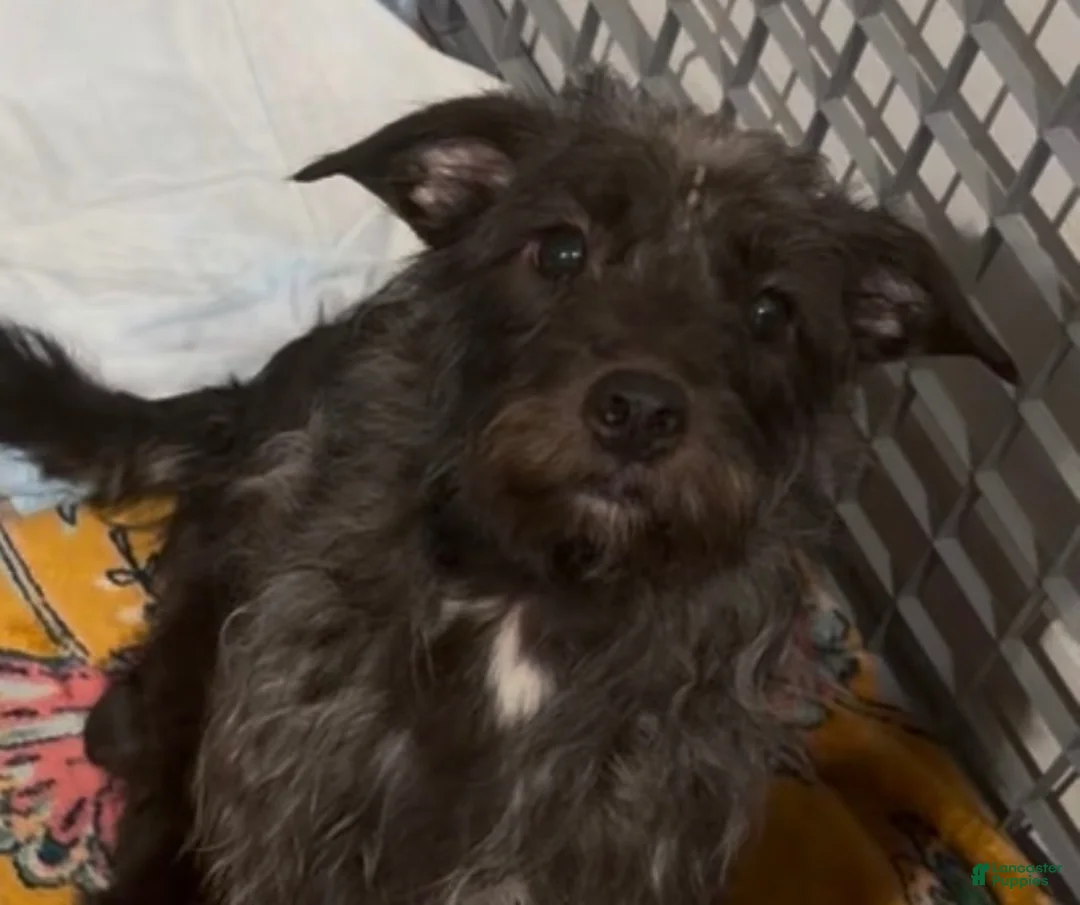 Mixed Breed dogs for sale: Mixed Breed 3 - Ad 2