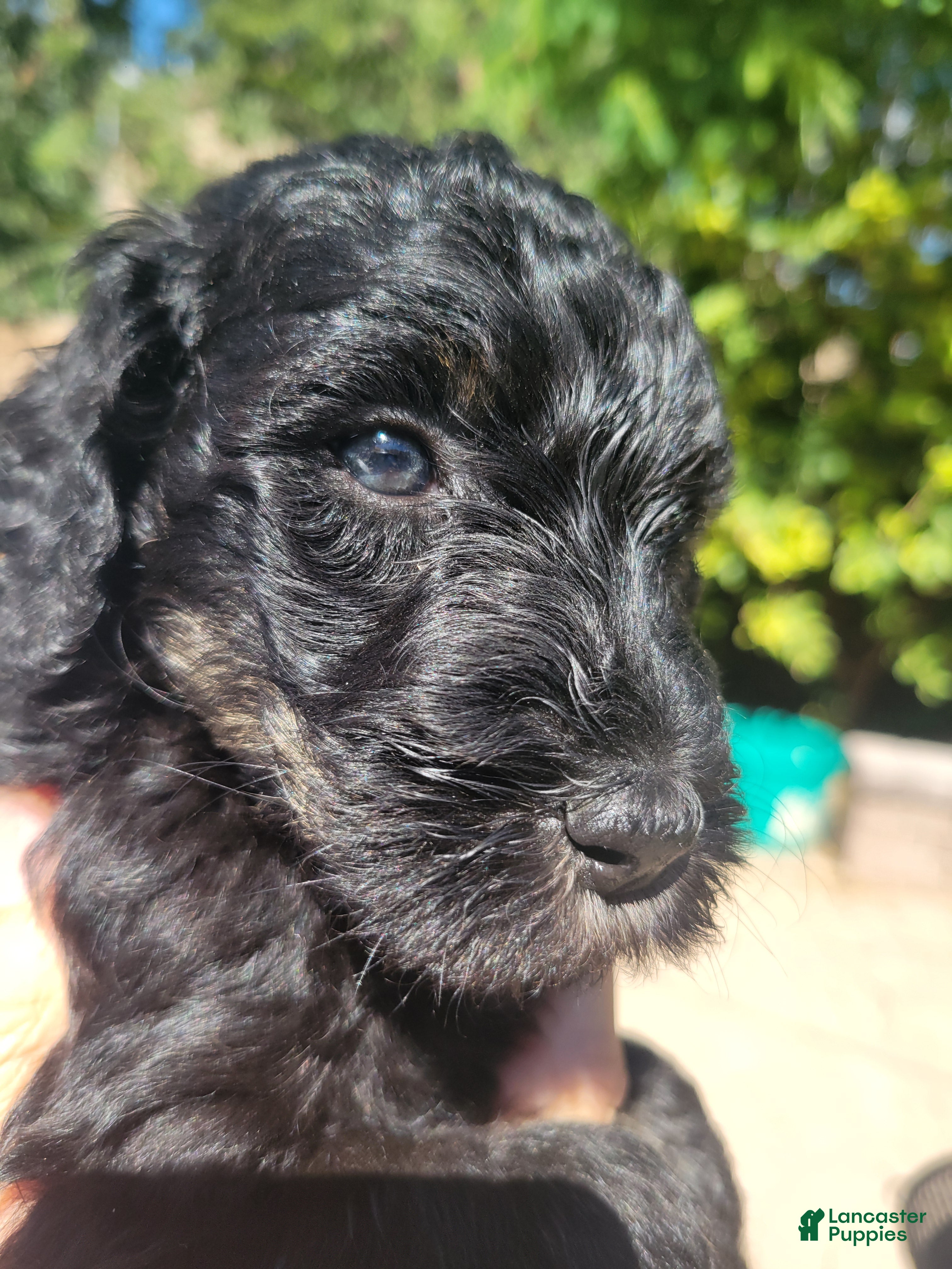 Aussiedoodle dogs for sale: Aussiedoodle Merryweather  - Ad 12
