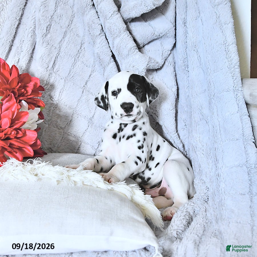Dalmatian dogs Reese - Ad 1