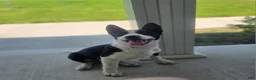 Mixed Breed dogs for sale: 2 Spot - Ad 2