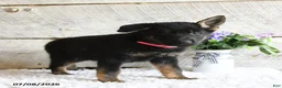 German Shepherd dogs for sale: Ember - Ad 4