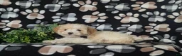 Toy Poodle dogs for sale: Stratford - Ad 4