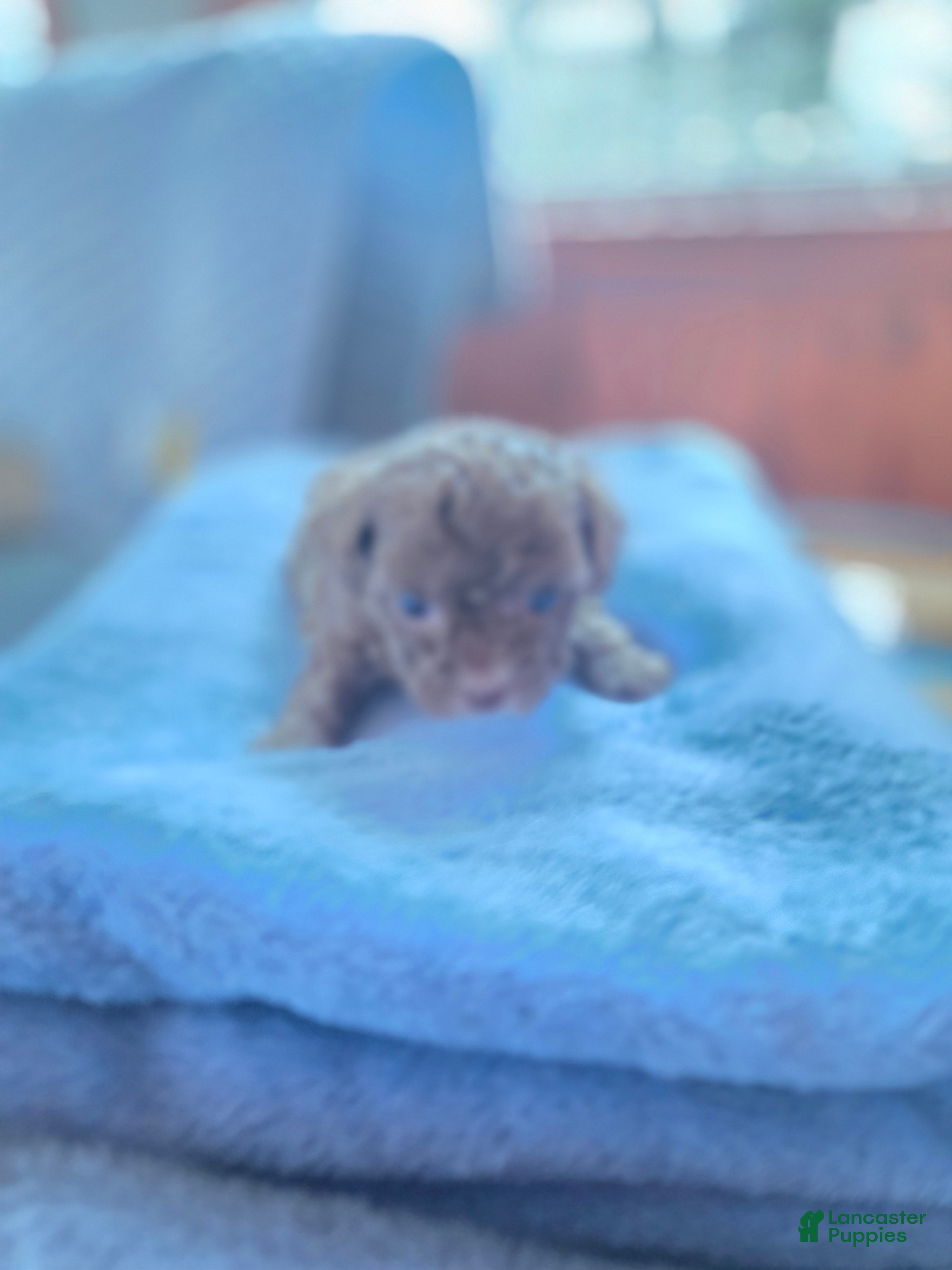 Toy Poodle dogs Toy Poodle Puppy 1 - Ad 4