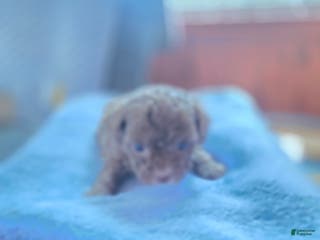 Toy Poodle dogs Toy Poodle Puppy 1 - Ad 40