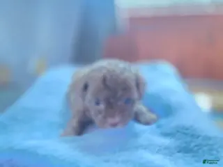 Toy Poodle dogs Toy Poodle Puppy 1 - Ad 2