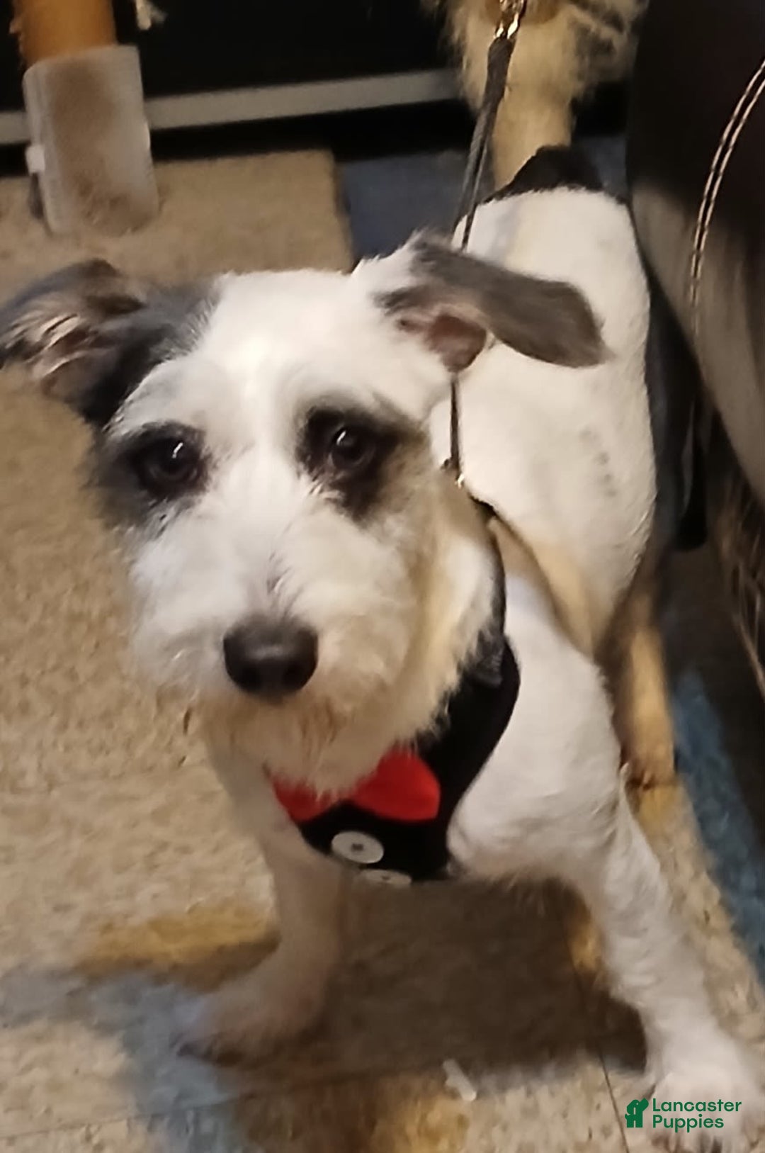 Gallery Image {{count}}