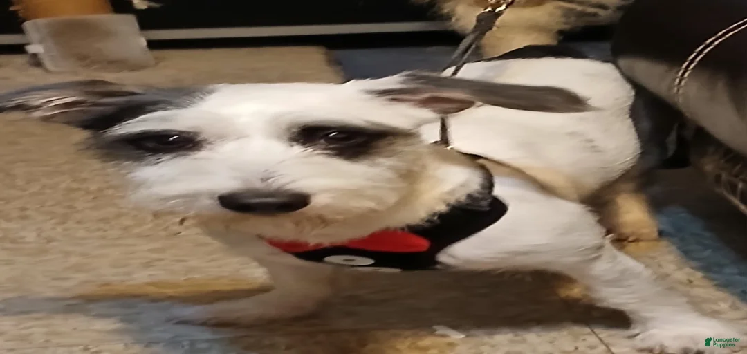 Gallery Image {{count}}