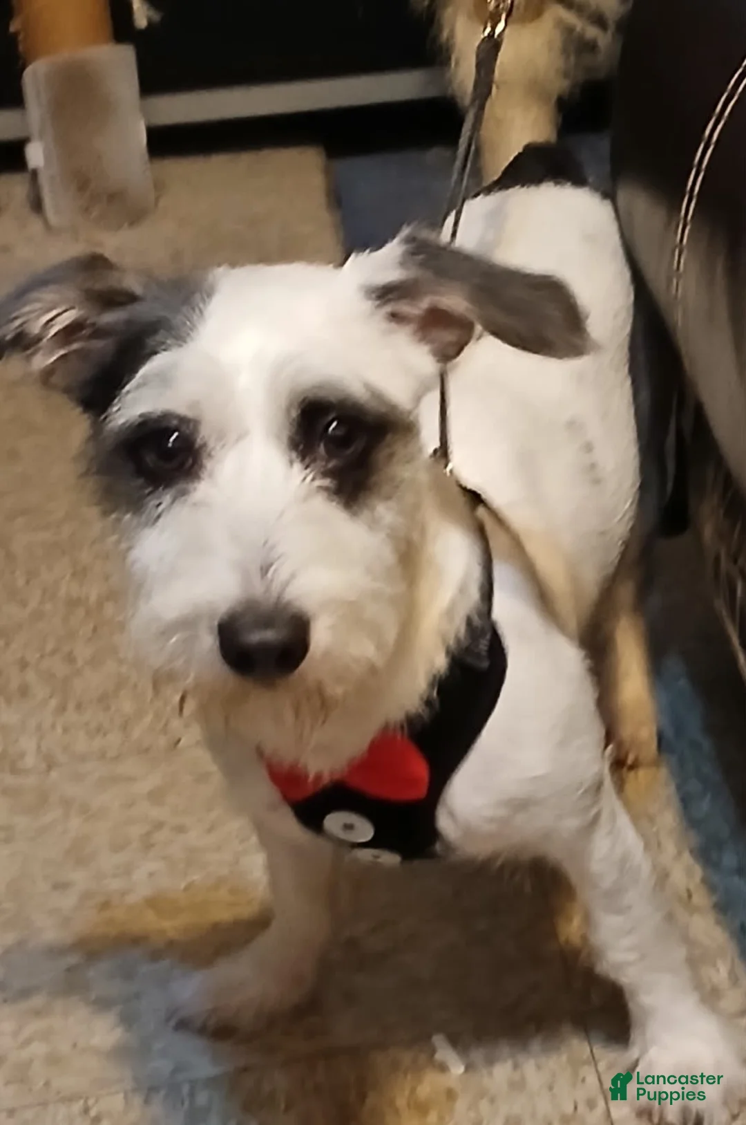 Gallery Image {{count}}