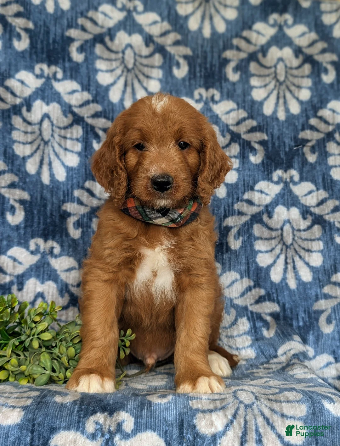 Goldendoodle dogs for sale: Thane - Ad 1