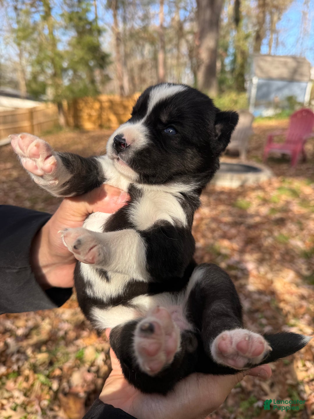 Siberian Husky dogs for sale: Excalibur - Ad 4
