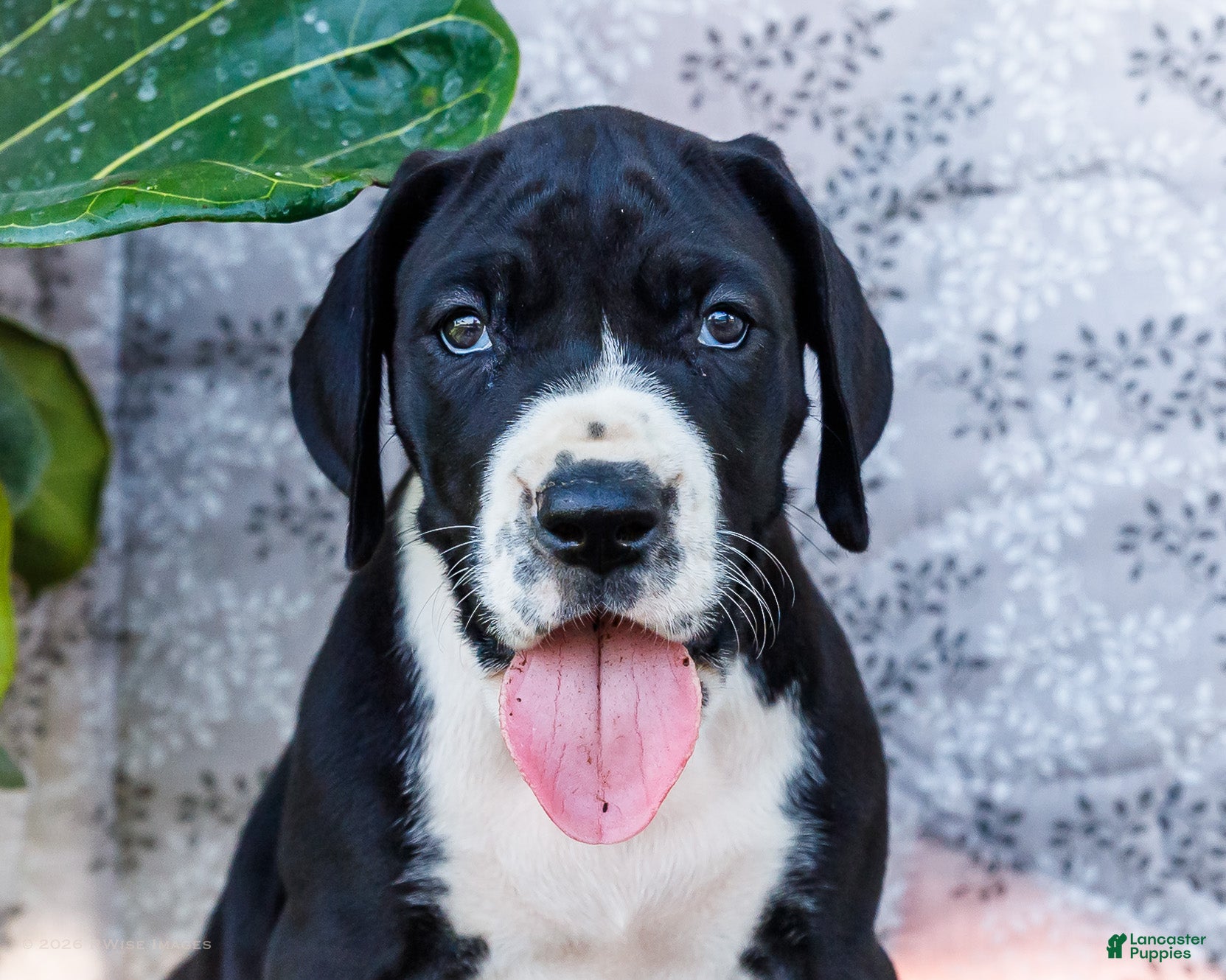 Great Dane dogs Ellie - Ad 2