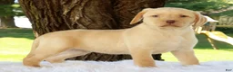 Labrador Retriever dogs for sale: Lola - Ad 5