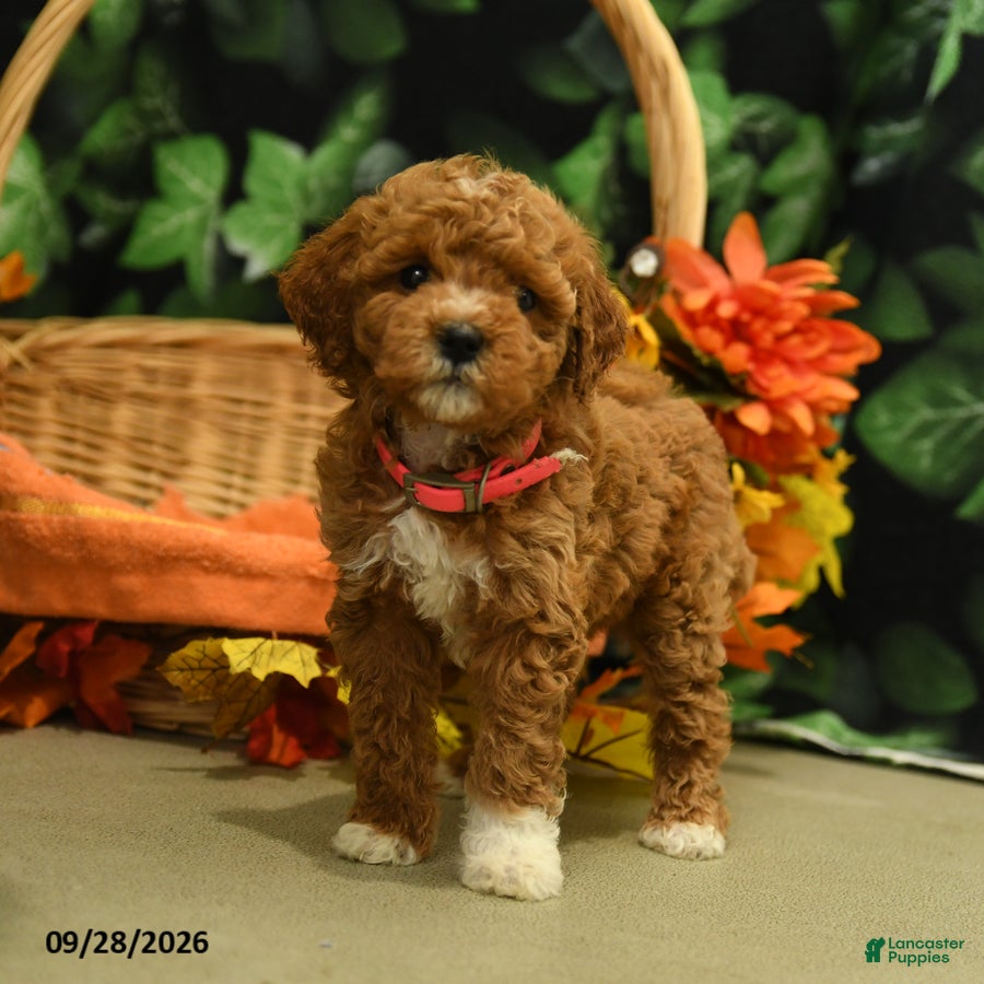 Miniature Poodle dogs Gracie - Ad 2