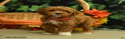 Miniature Poodle dogs for sale: Gracie - Ad 2