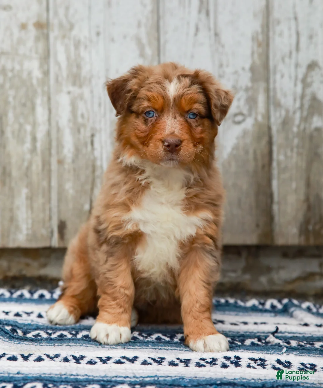 Australian Shepherd dogs for sale: Crystal - Ad 2