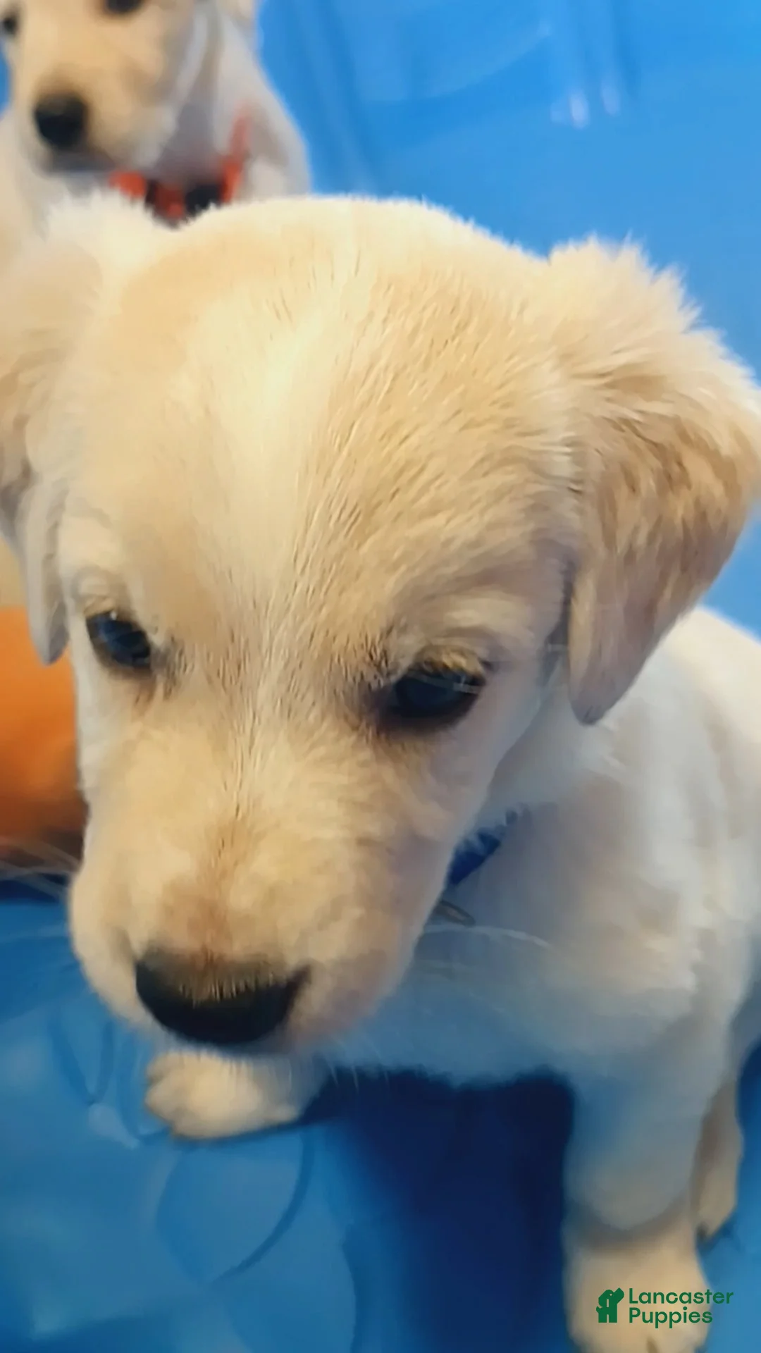 Golden Shepherd dogs for sale: Henry  - Ad 2