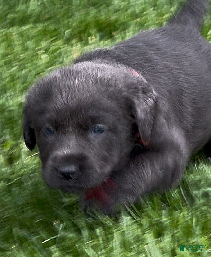 Labrador Retriever dogs Labrador Retriever Puppy 1 - Ad 2