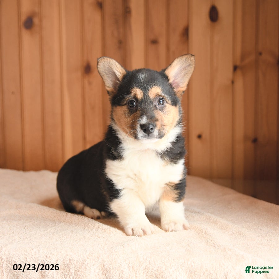 Welsh Corgi Pembroke dogs Delta - Ad 1