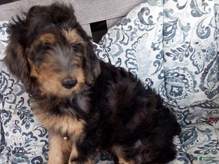 Goldendoodle dogs Meggie - Merle - Ad 4