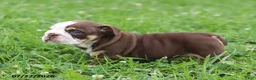 English Bulldog dogs for sale: Claudia - Ad 4
