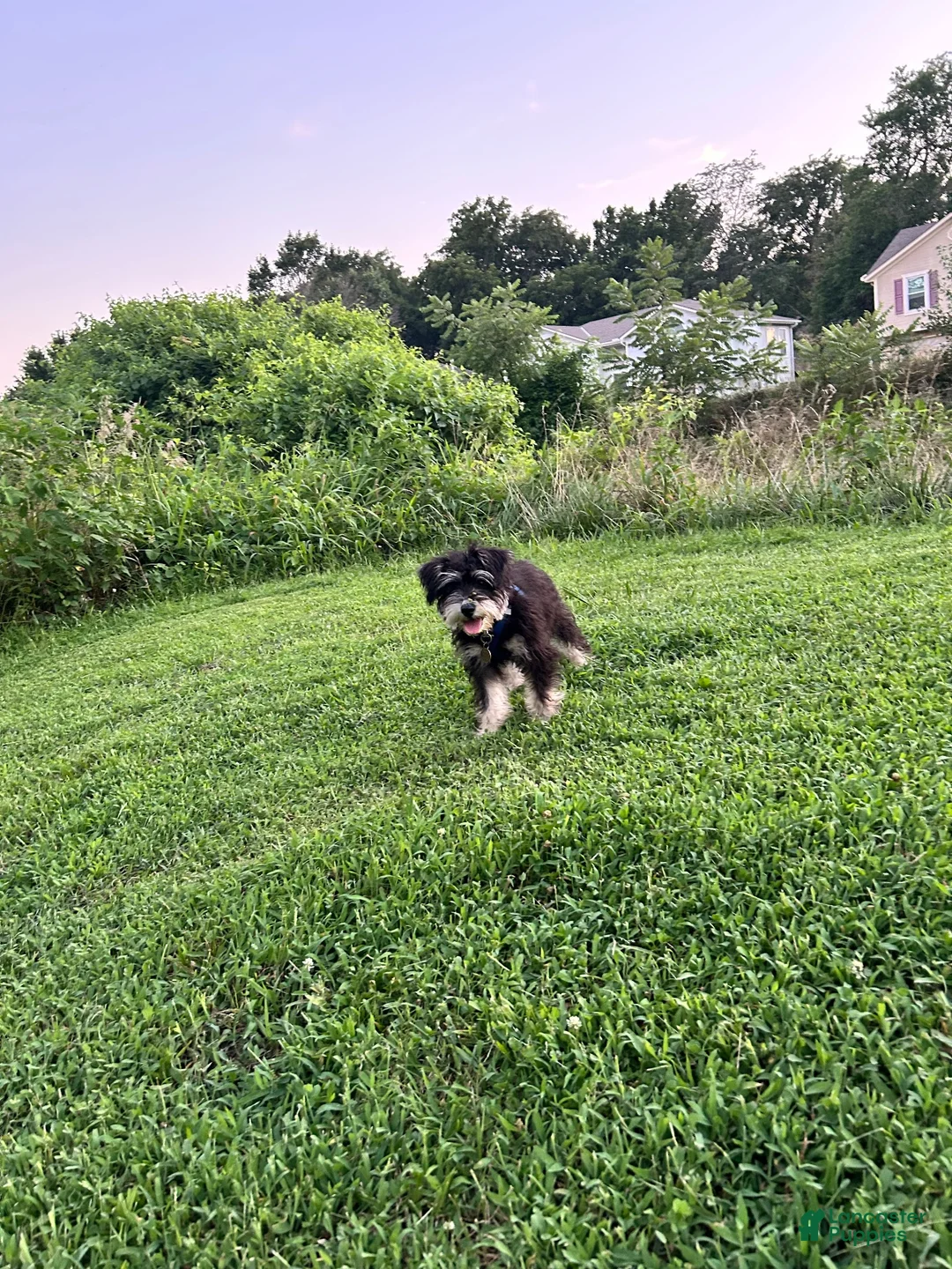 Miniature Schnauzer dogs for sale: Miniature Schnauzer 1 - Ad 4