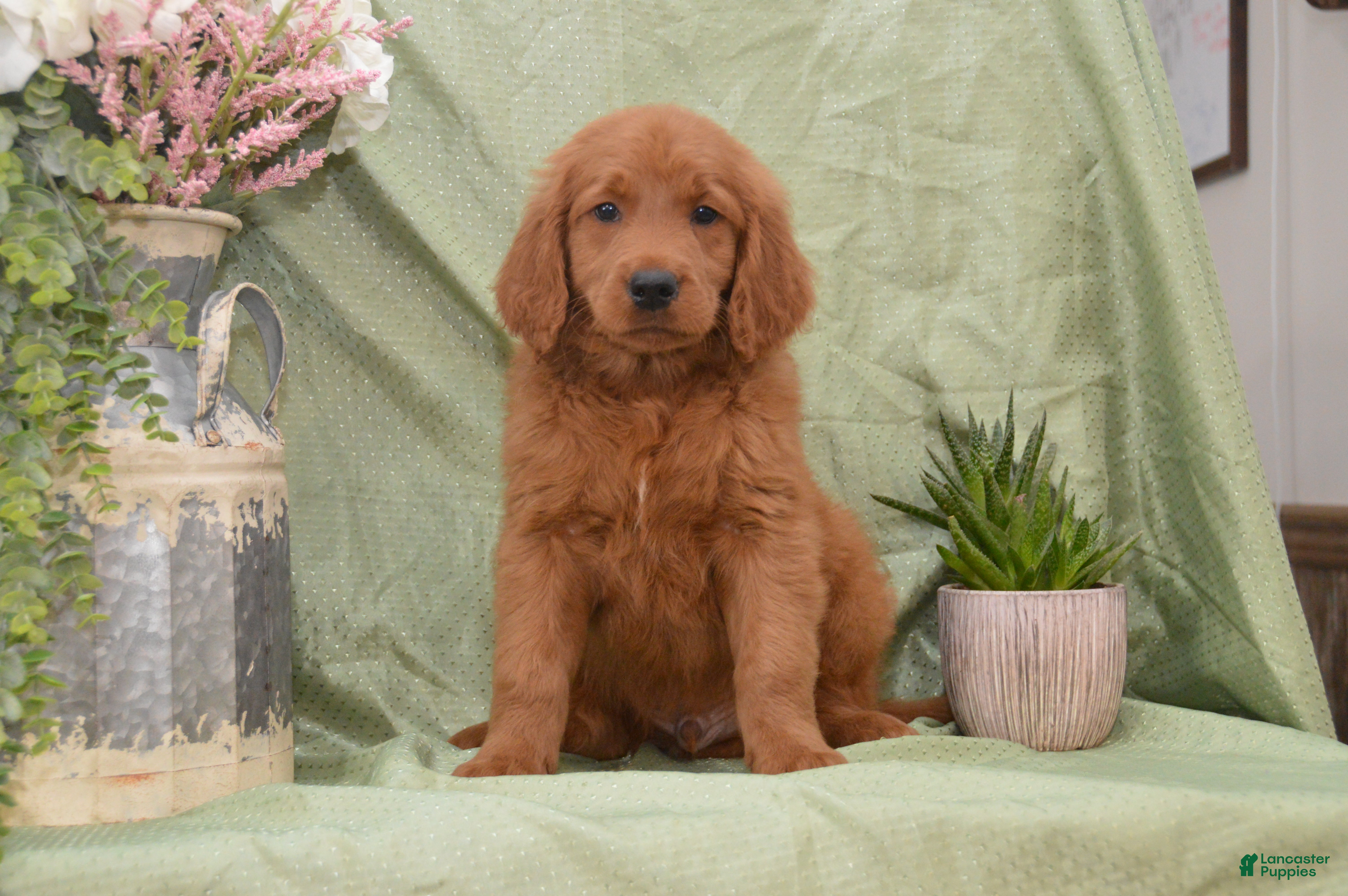 Goldendoodle dogs for sale: Buddy - Ad 4