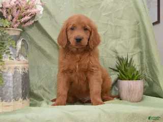 Goldendoodle dogs for sale: Buddy - Ad 4