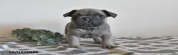 French Bulldog dogs for sale: Gary - Ad 3