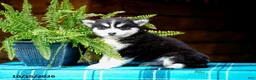 Pomsky dogs for sale: Teddy - Ad 4