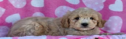 Mini Goldendoodle dogs for sale: Holly - Ad 2